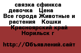 связка сфинкса. девочка › Цена ­ 500 - Все города Животные и растения » Кошки   . Красноярский край,Норильск г.